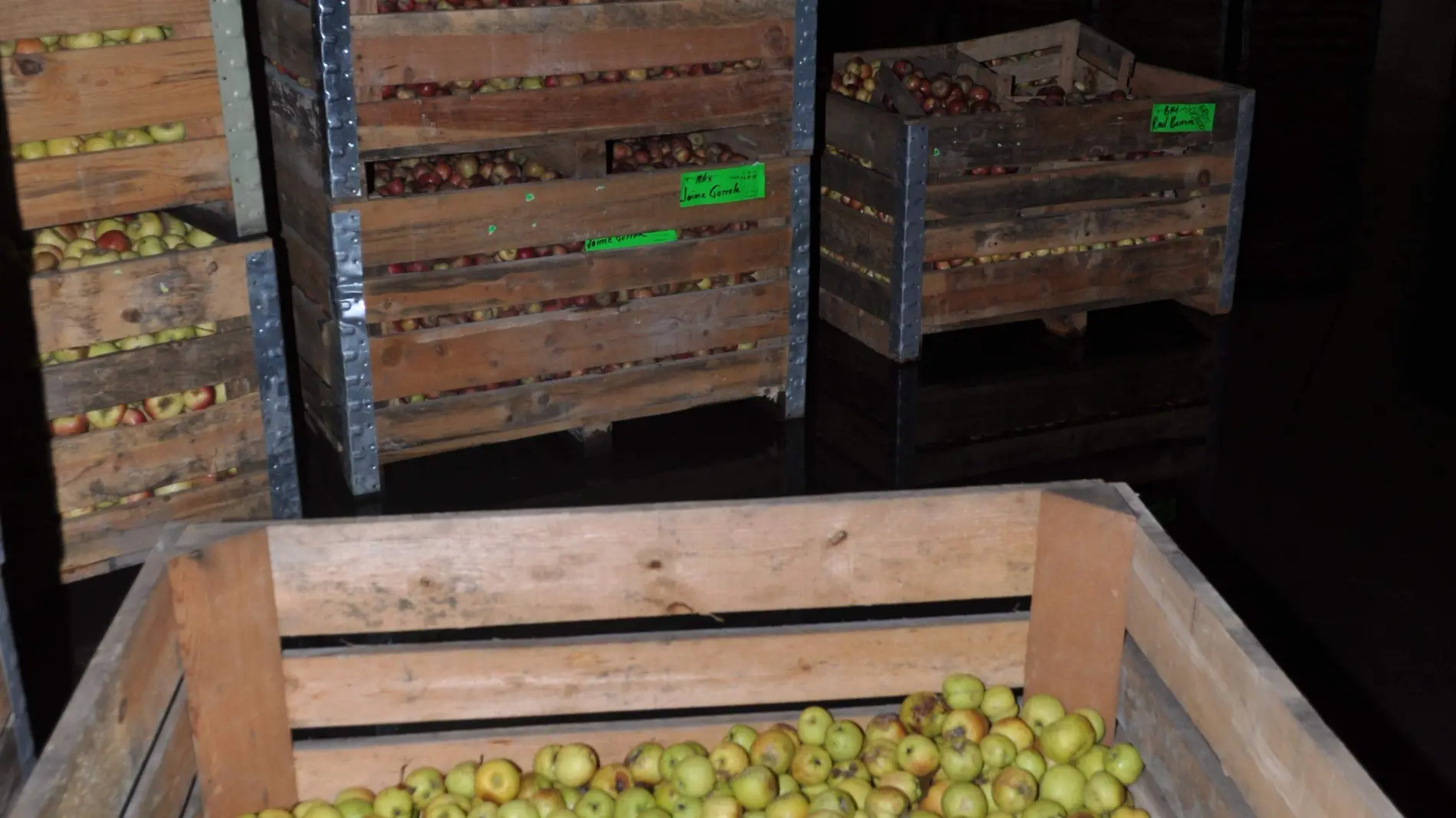 La Integradora espera llegar a las 2, 160  toneladas de manzana en refrigeración